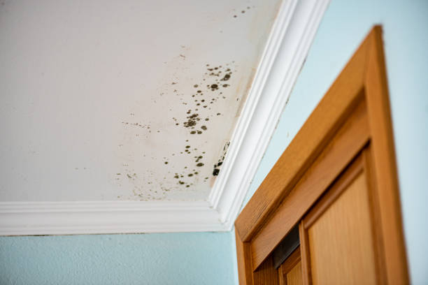 Best Attic Mold Removal  in Edgewater, FL